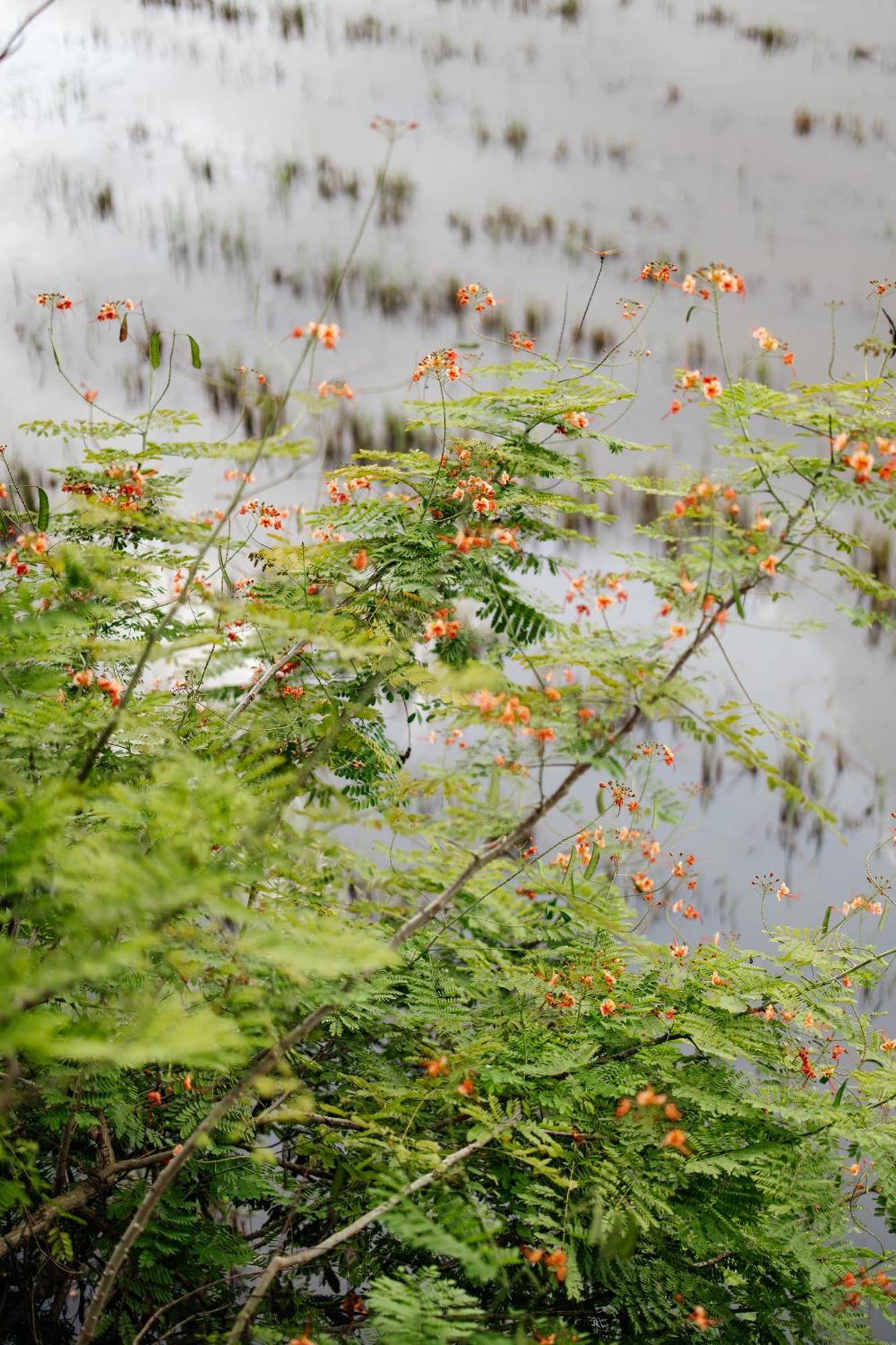Heron House Hội An Kültér fotó